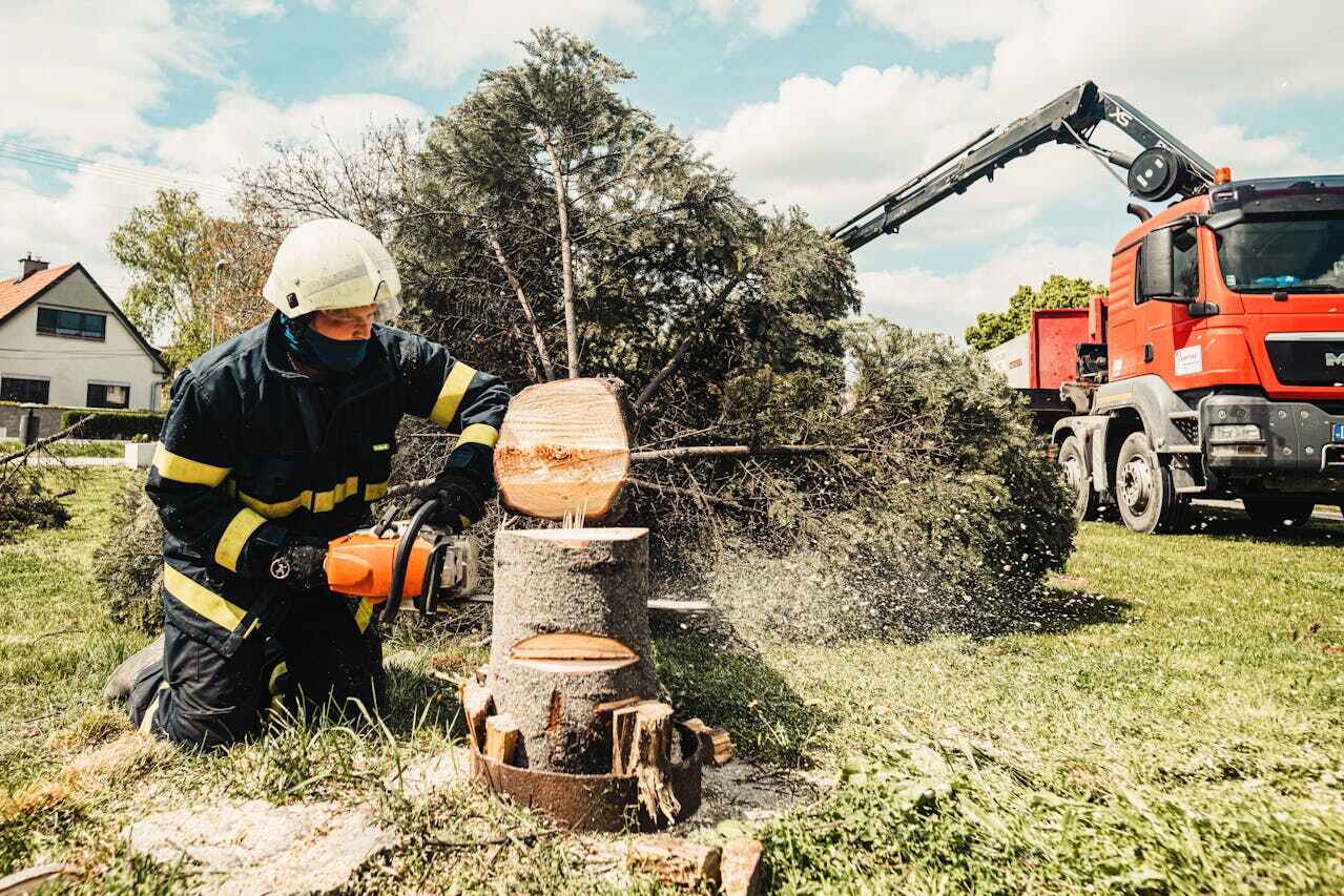 Best Emergency Storm Tree Removal  in Lake Belvedere Estates, FL